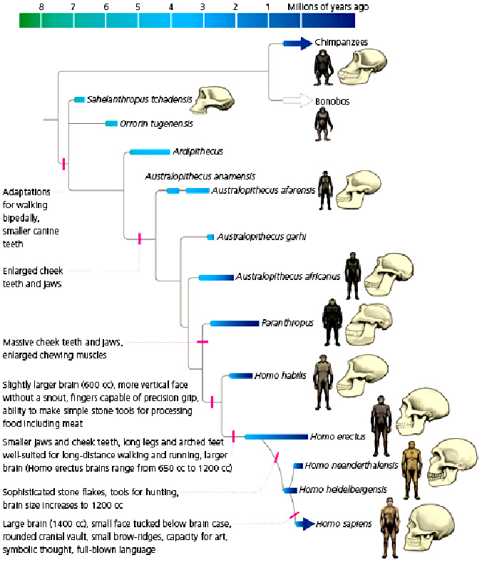 Infographic, evolution of man from chimpanzee to homo sapiens
