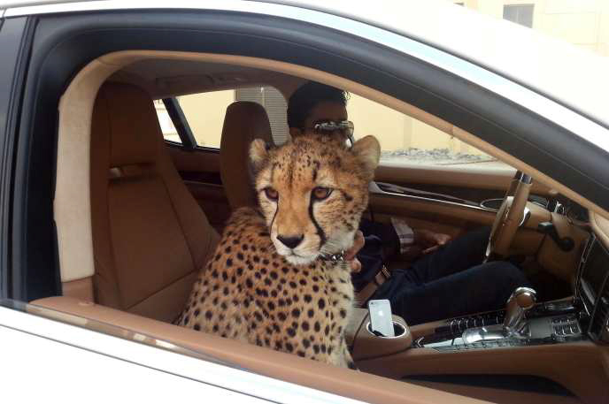 A Cheetah as a pet in a car in the UAE